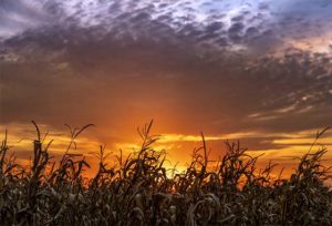 Save Download Preview Near autumn harvest, stalks in a cornfield are silhouetted by a colorful Indiana sunset sky.